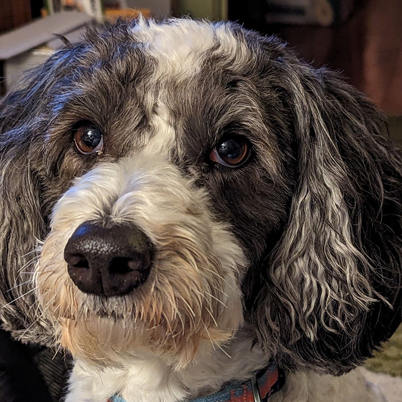 Syd